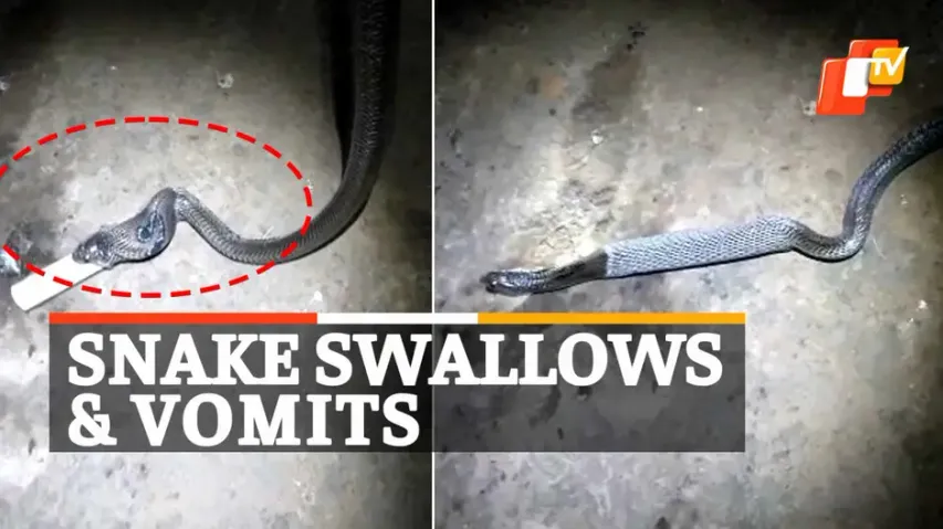Snake Swallows Pipe 