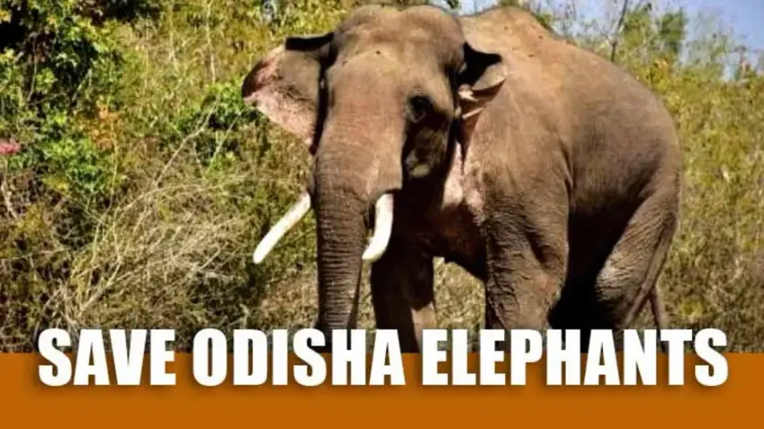 Save Odisha elephants