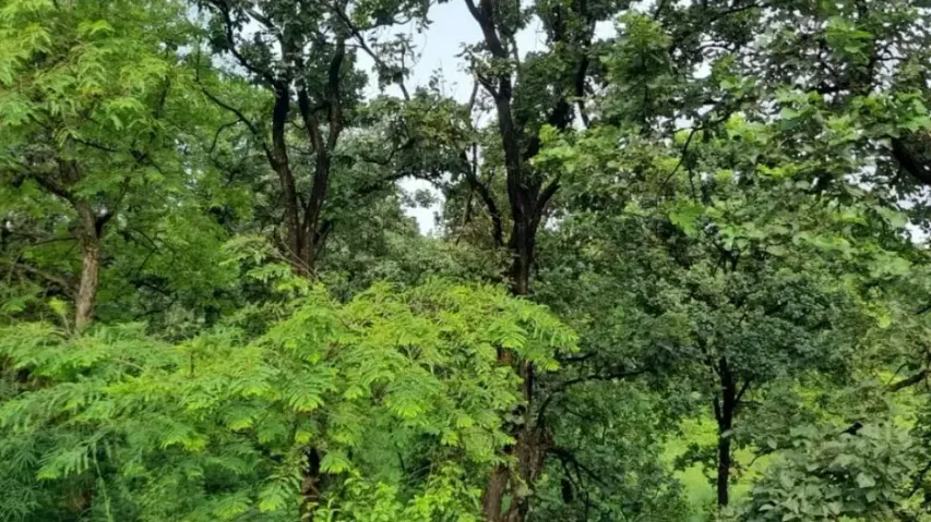 Guardians of the forest