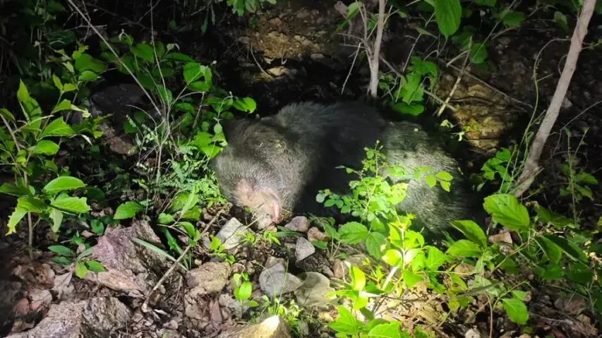 Angry villagers kill bear after it mauls 3 to death, injures 2 in Nuapada