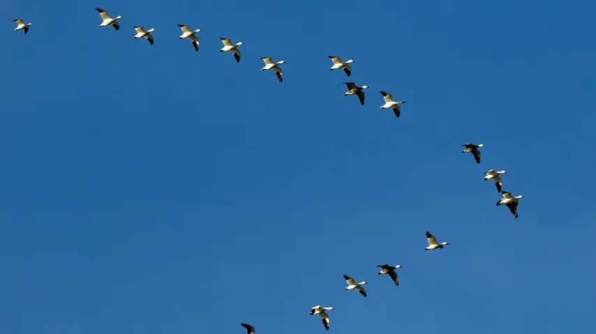 Why do flocks of birds fly in 'V' formation?