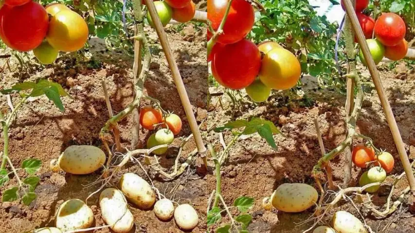 It's a pomato! Scientists grow potato and tomato in one plant