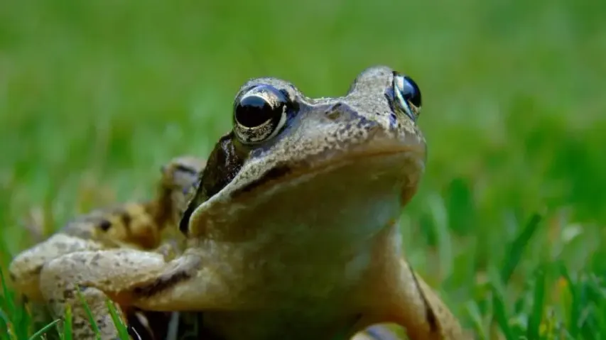 Frog wedding held in UP's Gorakhpur to get rains