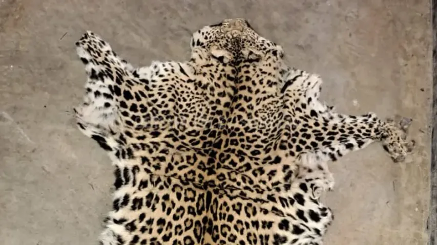 Odisha STF seizes leopard skin, 1 held