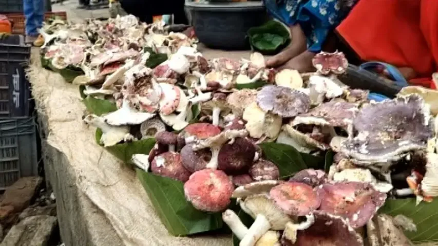 Discover the secrets that drive craze for Keonjhar's natural mushrooms