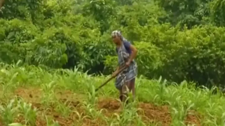 Andhra does cashew farming in forest land of Rebatiguda in KoraputAndhra does cashew farming in fore