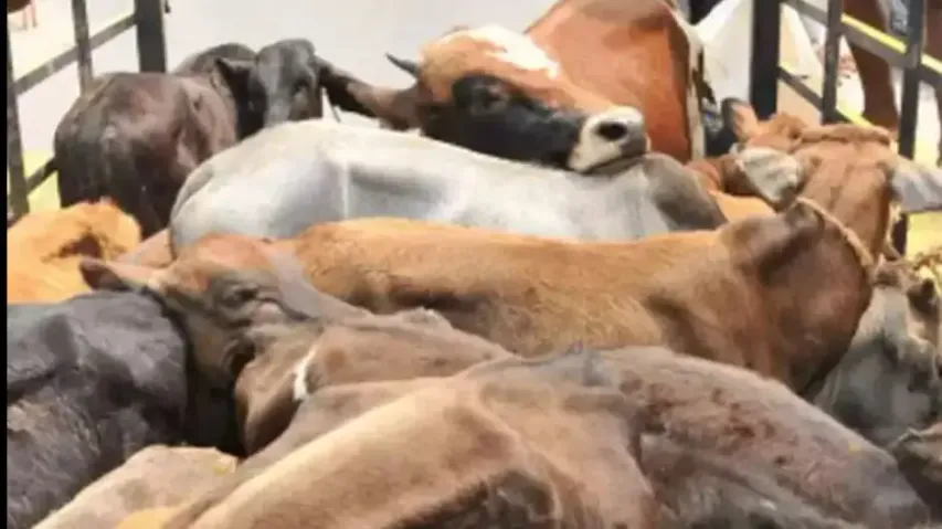 Cow smuggling