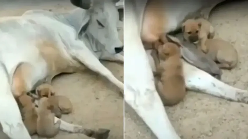 Cow feeds milk to abandoned puppies