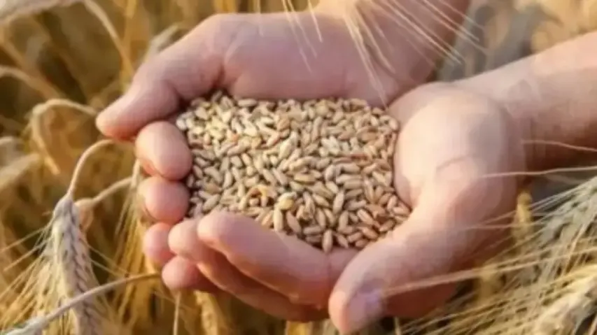 Wheat Grain