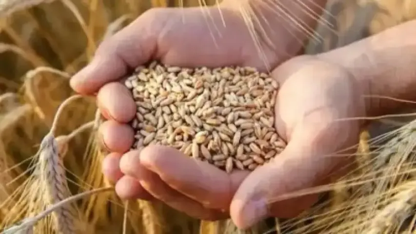 Wheat prices record spike, touch Rs 2,500 per quintal mark in Delhi mandis