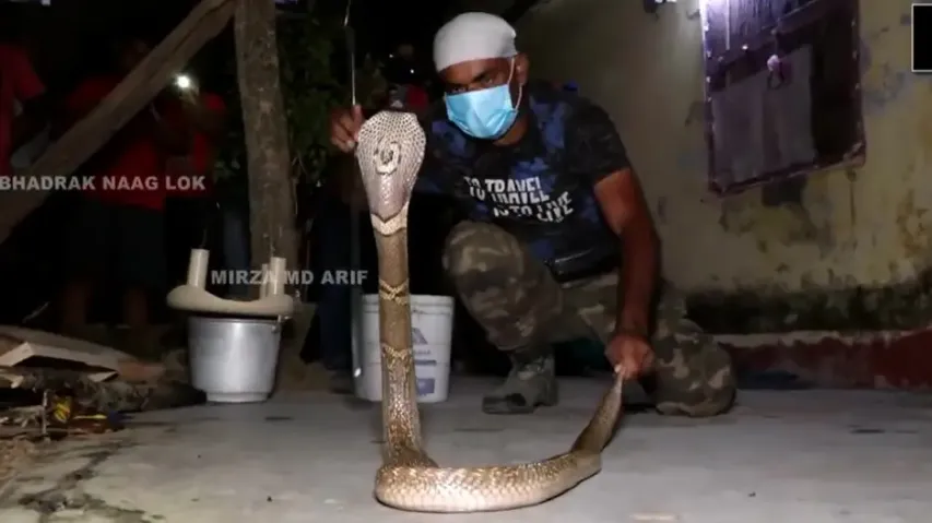 Monoclode cobra