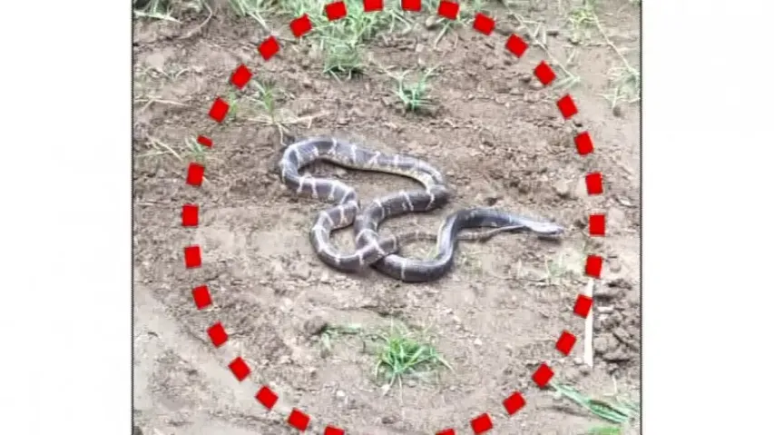 snake bites, two die in Odisha