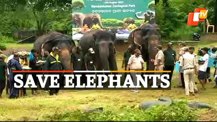 World Elephant Day, Nandankanan Zoological Park 