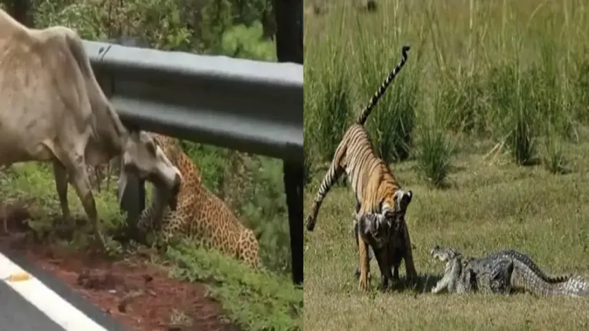 Watch: Leopard shows tremendous strength, tiger-crocodile-wild boar's spine-chilling fight