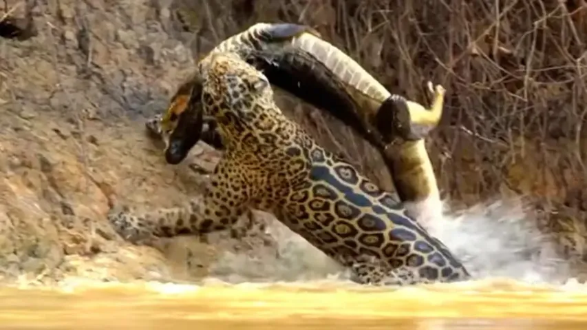 Ferocious jaguar attacks and hunts crocodile