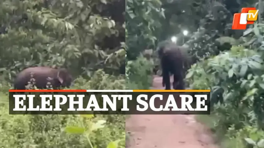 #ElephantScare #Baranga #Cuttack #OTVNews 
