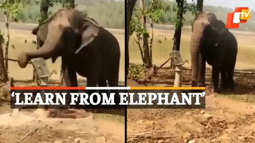 #Elephant #ViralVideo #MinistryofJalShakti #OTVNews