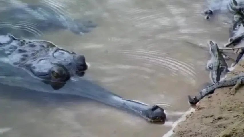 32 gharial hatchlings from Satkosia gorge washed away in floodwater, triggers concern 