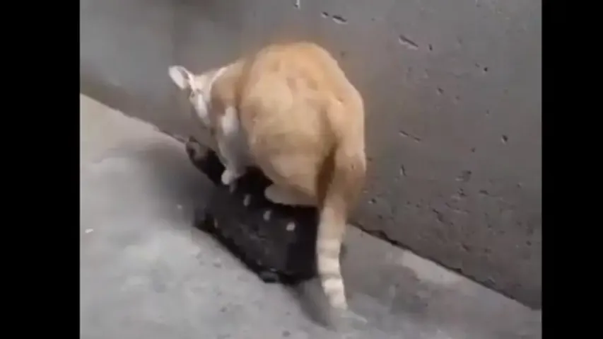 This Cat's majestic 'Turtle ride' is the cutest thing on Internet today #Watch