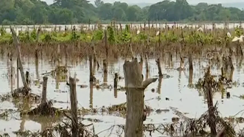 Odisha Flood: Crops in over 1.20 lakh hectares damaged