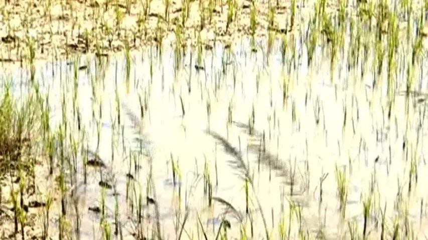 Crop Damaged By Flood In Balasore