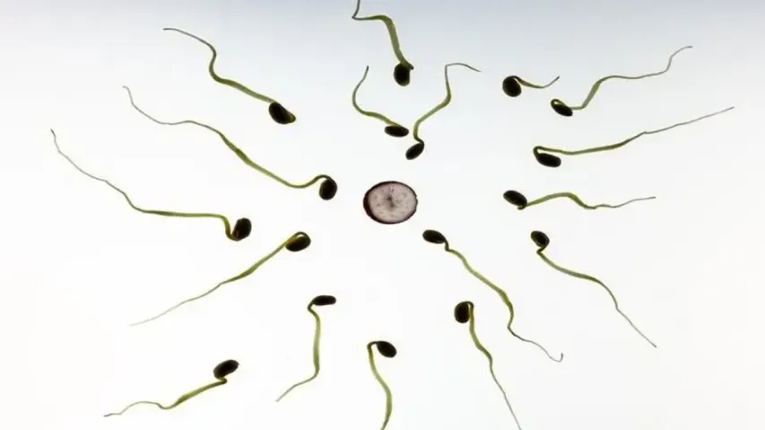Fertilisation 