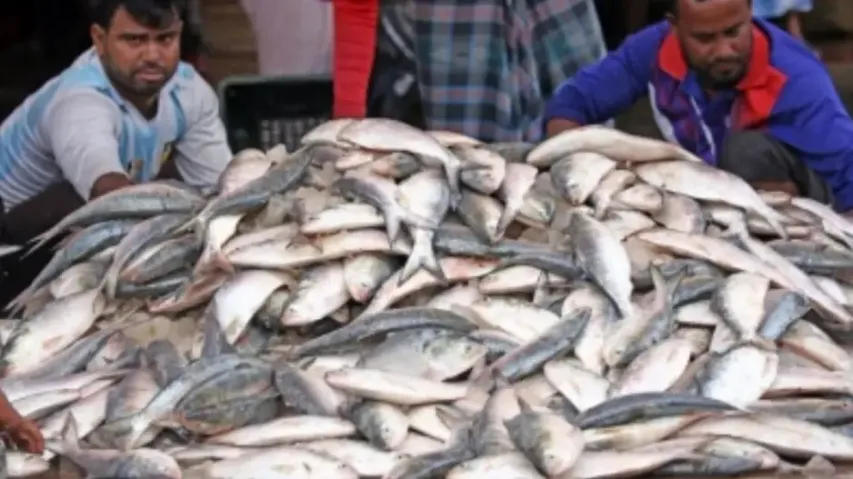 Fish Production