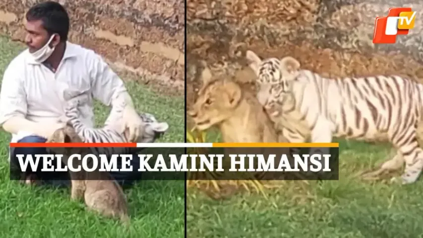 Lion Cub, Tiger Cub, Nandankanan Zoo, Bhubaneswar, Odisha, OTV News 
