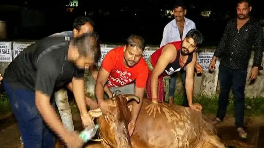 Cattle smuggling van seized