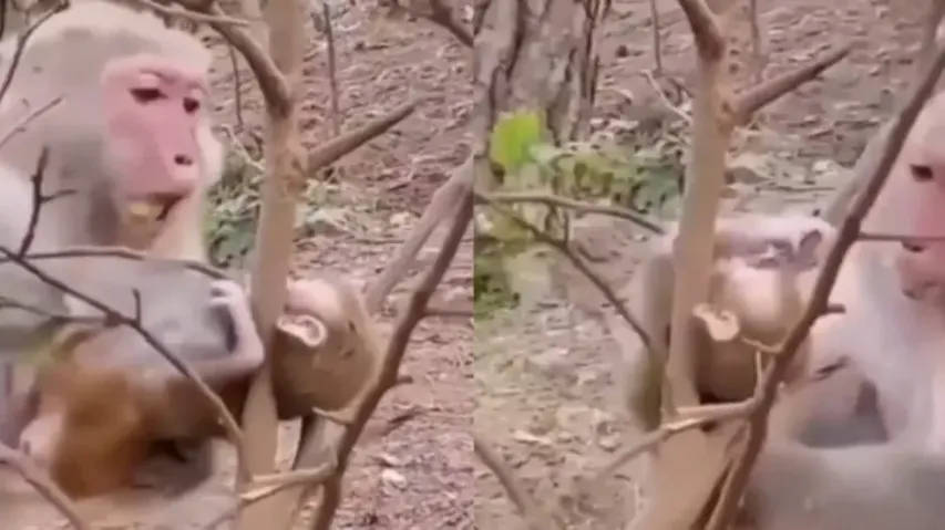 Mother monkey turns saviour