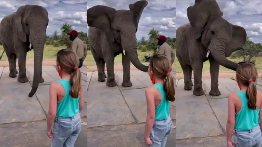 Jumbo mimics little girl's dance