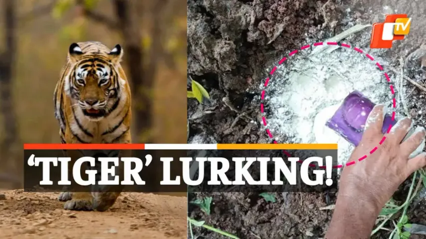 TigerRumor, Kotia, Koraput