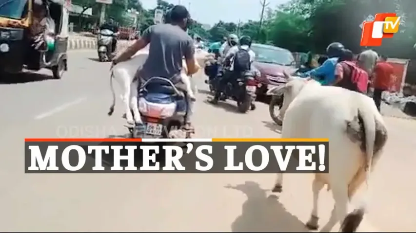 Mother Cow, Speeding Vehicle, BBSR, OTV News