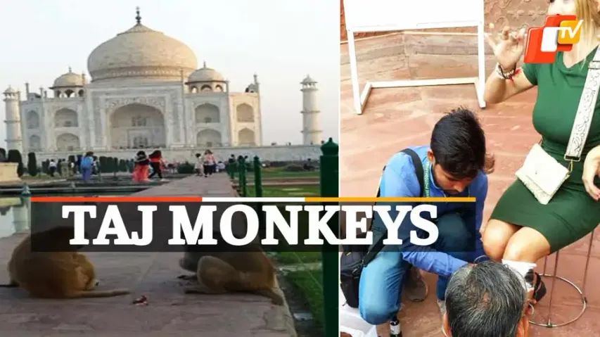 Monkey Attacks, Agra Monkeys, Monkey Menace