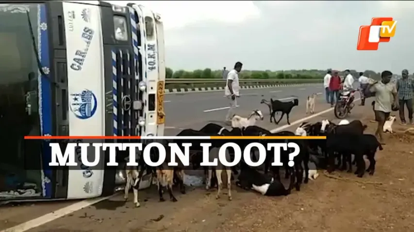 Goats, Truck, Bhadrak, OTVNews