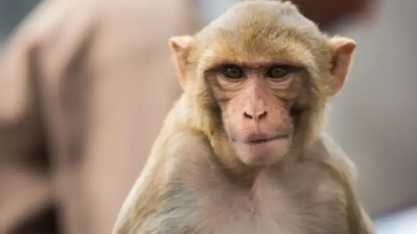 Monkey viral video