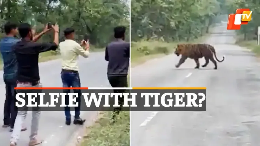 Tiger Selfie, Panna, Madhya Pradesh