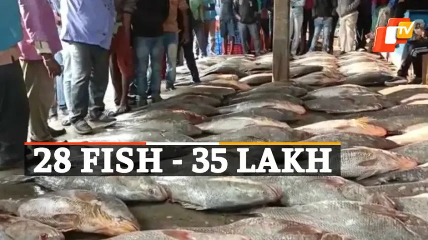 Telia Fish, Odisha, WB