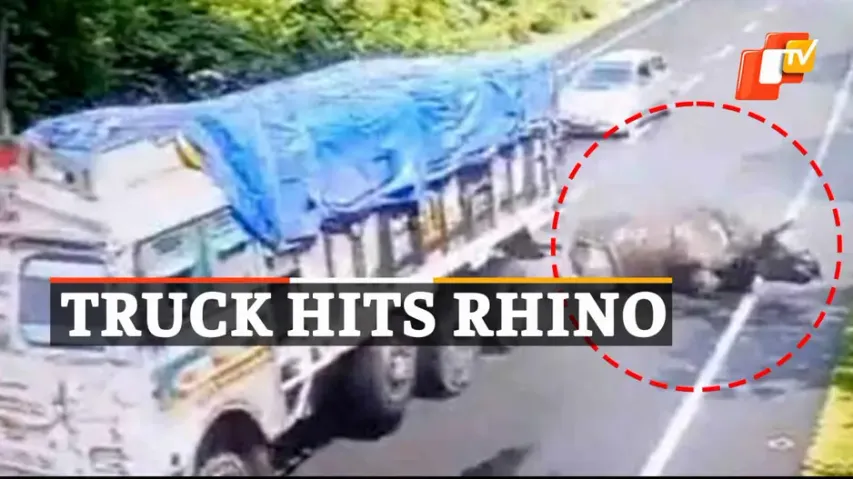 Rhinoceros, Assam, OTV News