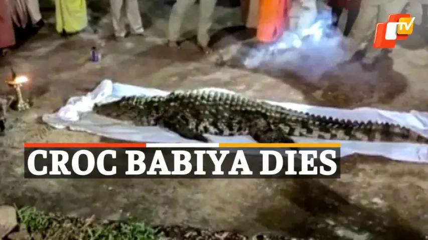 Croc Babiya Dies 