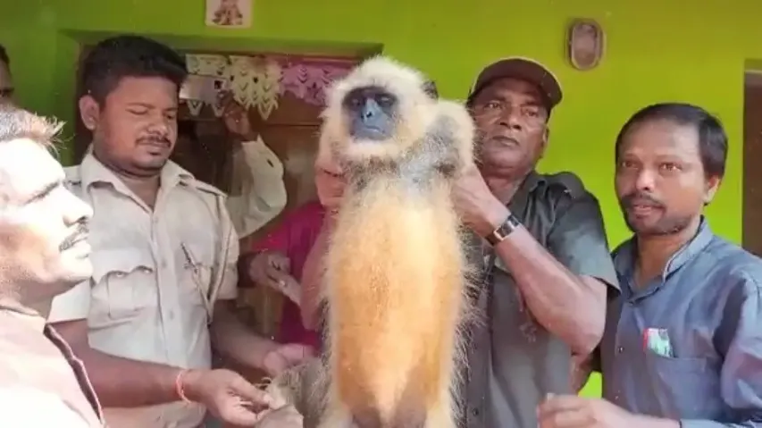 Monkey menace in Khordha; Efforts underway to tranquilise animals