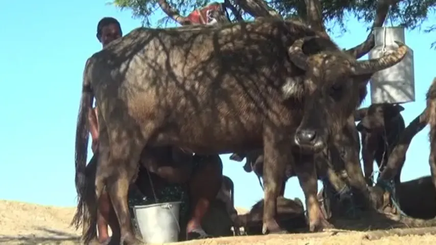Chilika Buffalo Getting Milked