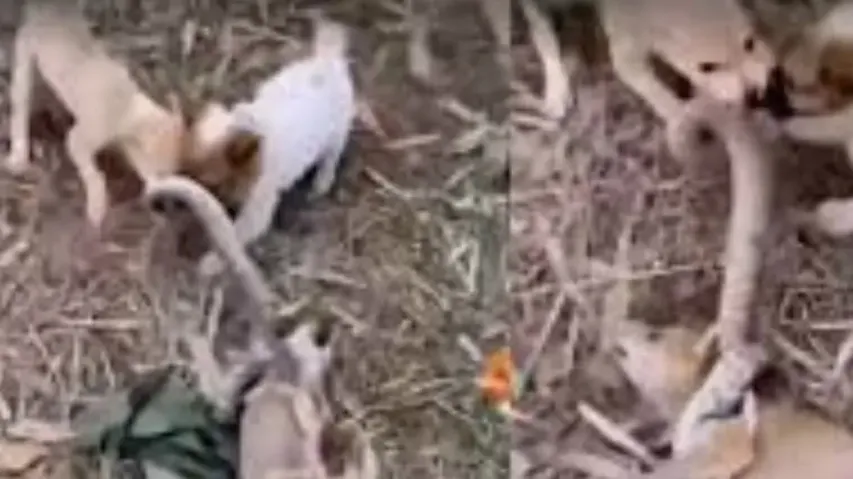 Puppy's Revenge