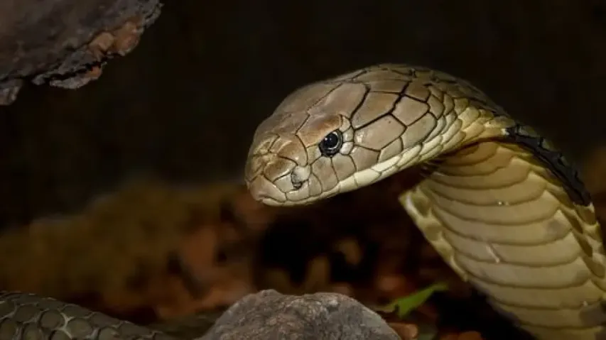 Cobra Snake