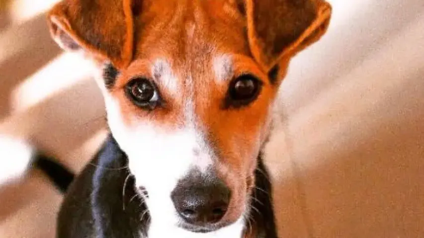 Dog saves owner, kills snake in UP