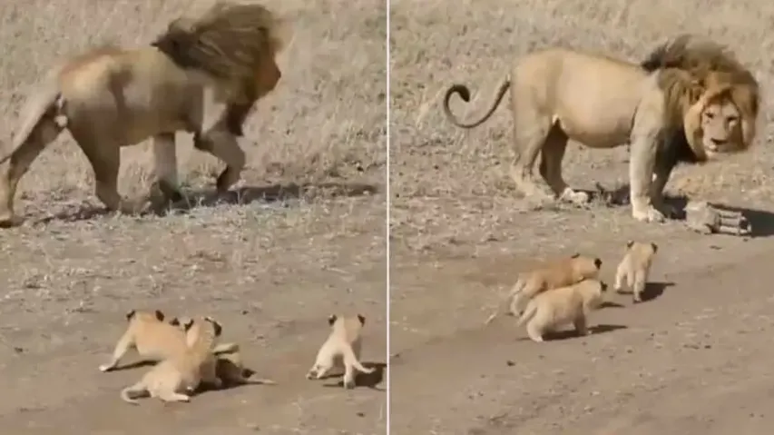 Lion walks with its little cubs