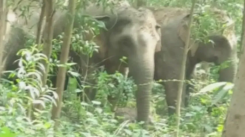 Elephant herd in Keonjhar 