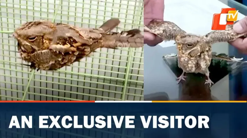 Nightjar bird , bird rescued, Rourkela , camouflage