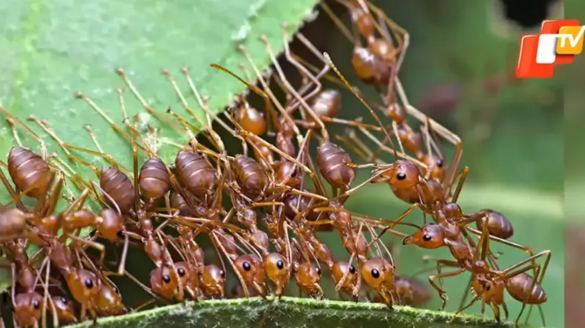 Mayurbhanj Kai Chutney just a step away from attaining GI tag