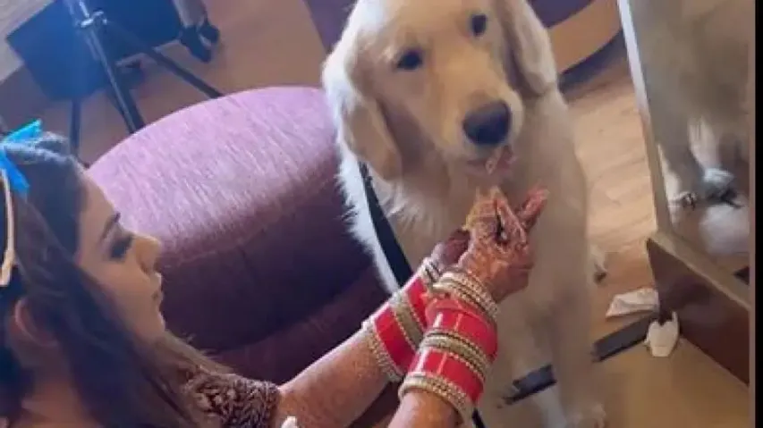 Watch: Bride takes break to feed her pet dog on her D-Day 